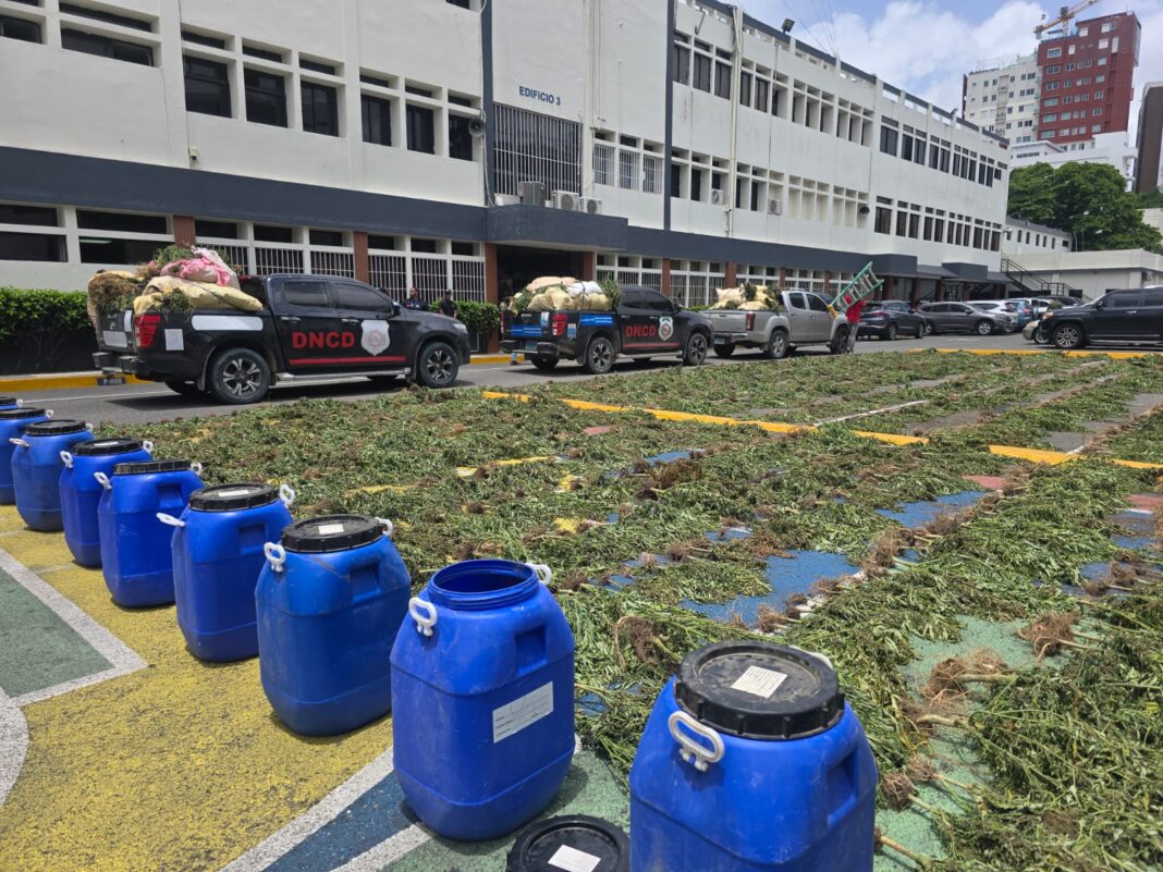 Incautan finca con 3,533 plantas de marihuana en Ocoa Incautan finca con 3,533 plantas de marihuana en Ocoa